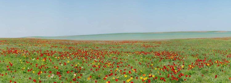 Тюльпаны в степной зоне у пос. Яшкуль, Республика Калмыкия