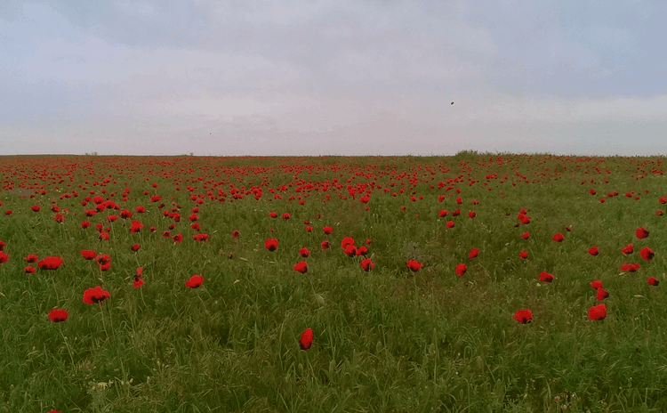 Тюльпаны в степной зоне Сарпинского района, Республике Калмыкия