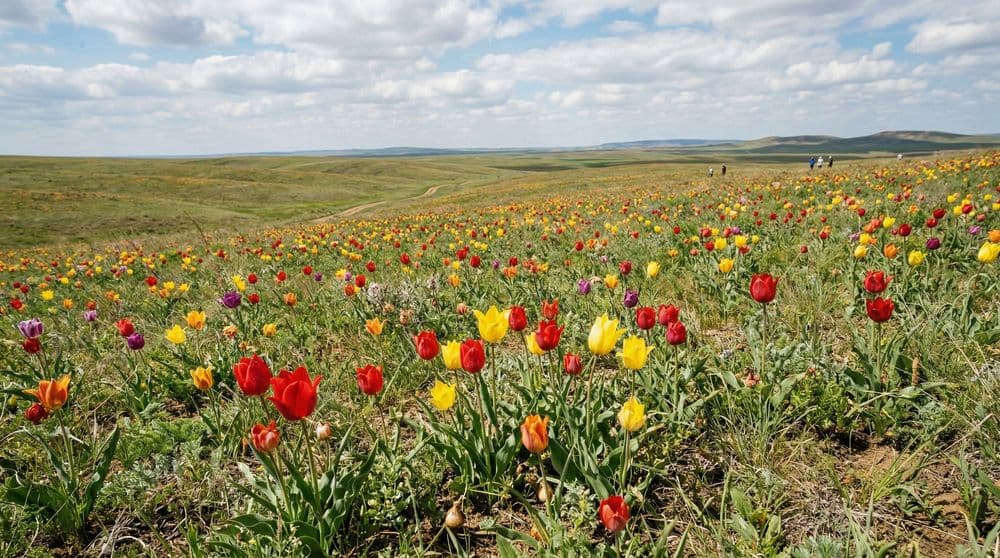 СТЕПНЫЕ ТЮЛЬПАНЫ